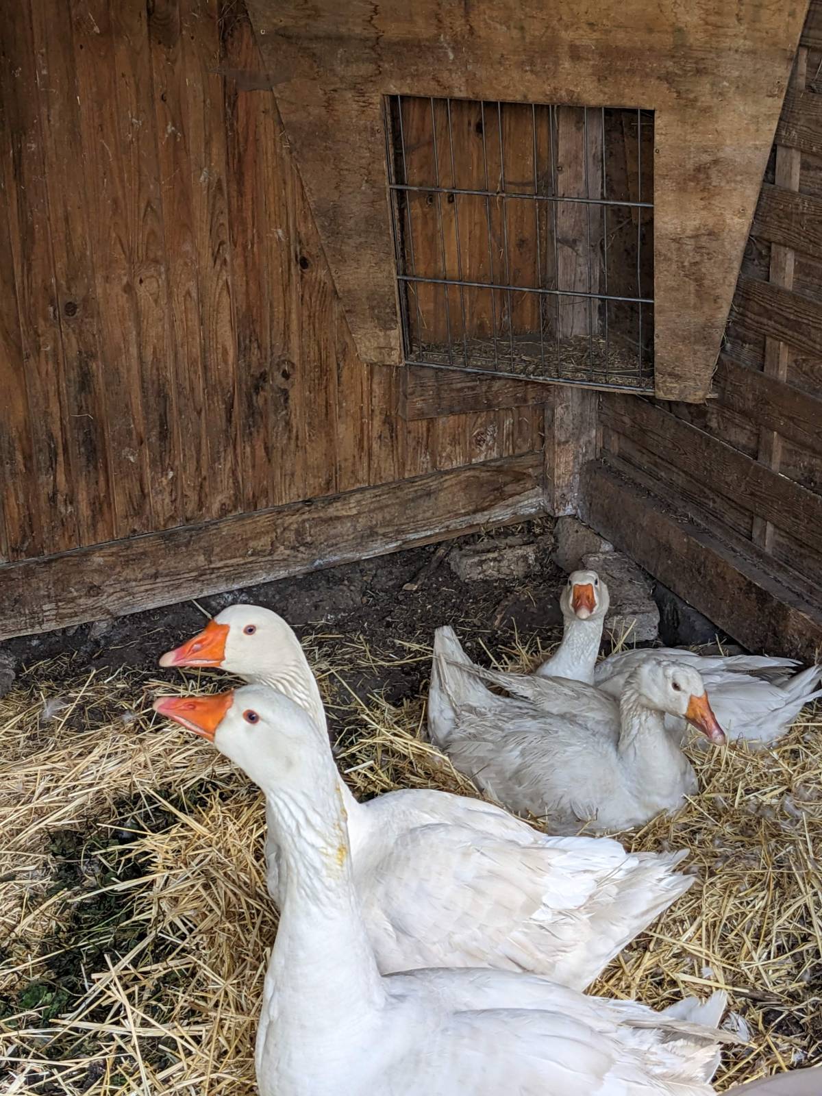 Horsenden Rare Breeds – Friends of Horsenden