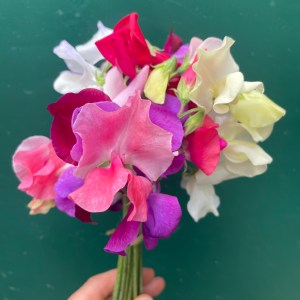 Mini bunch